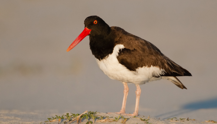 Ornithologie et ostréiculture